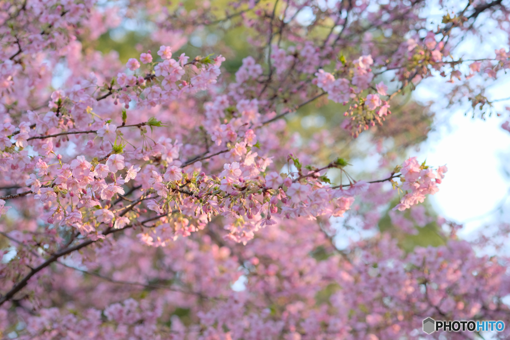 河津桜