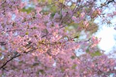 河津桜