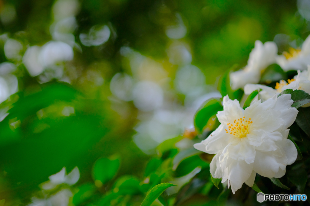 白い山茶花