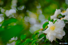 白い山茶花