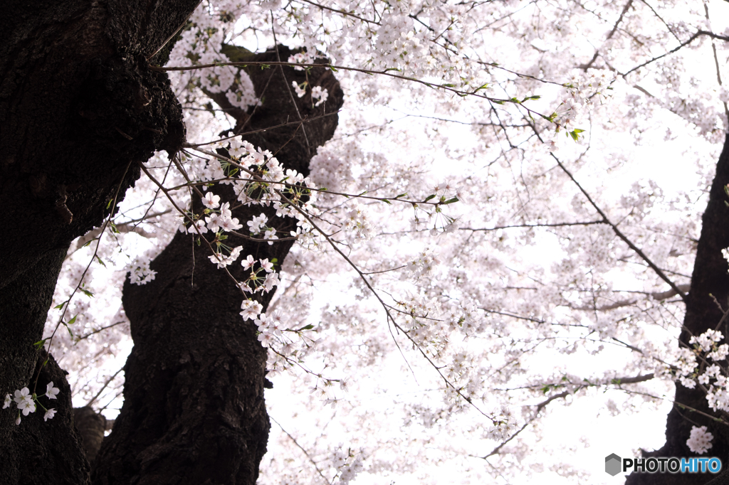 桜の花