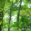 梅雨の森