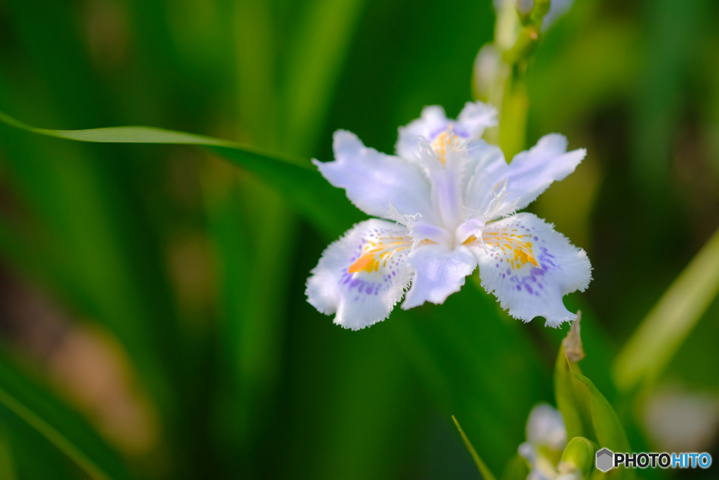 シャガの花2