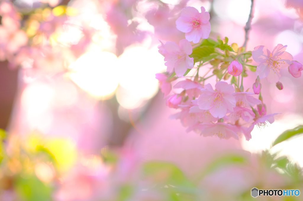 河津桜3