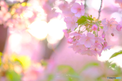 河津桜3