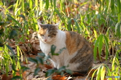 野良猫、笹の中