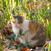 野良猫、笹の中