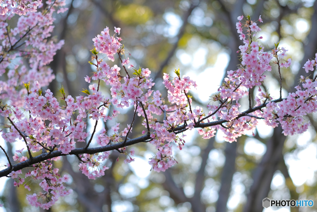 河津桜