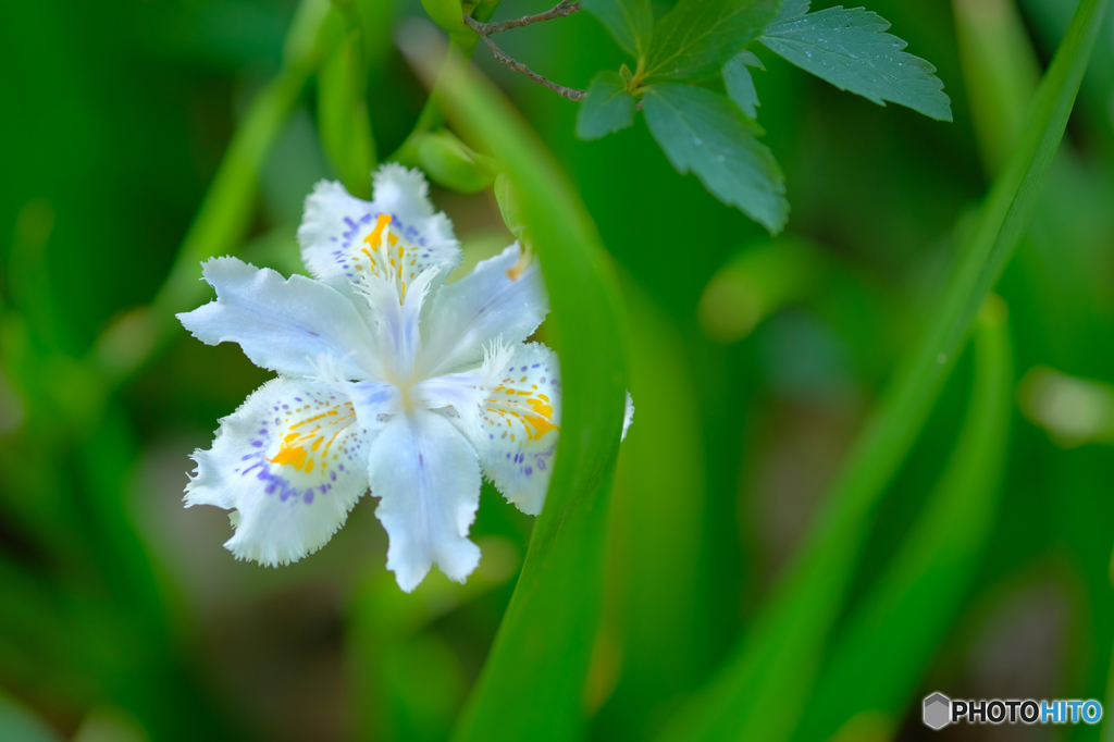 シャガの花2