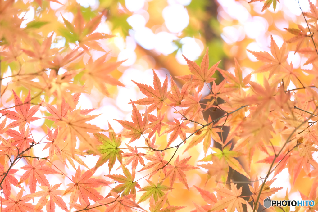 小さな秋