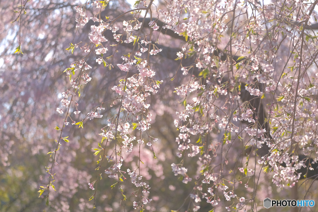 枝垂桜