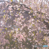 枝垂桜