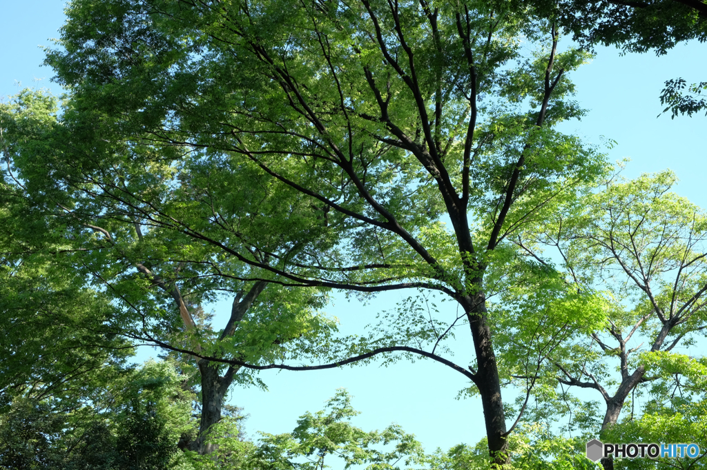 青空と木々