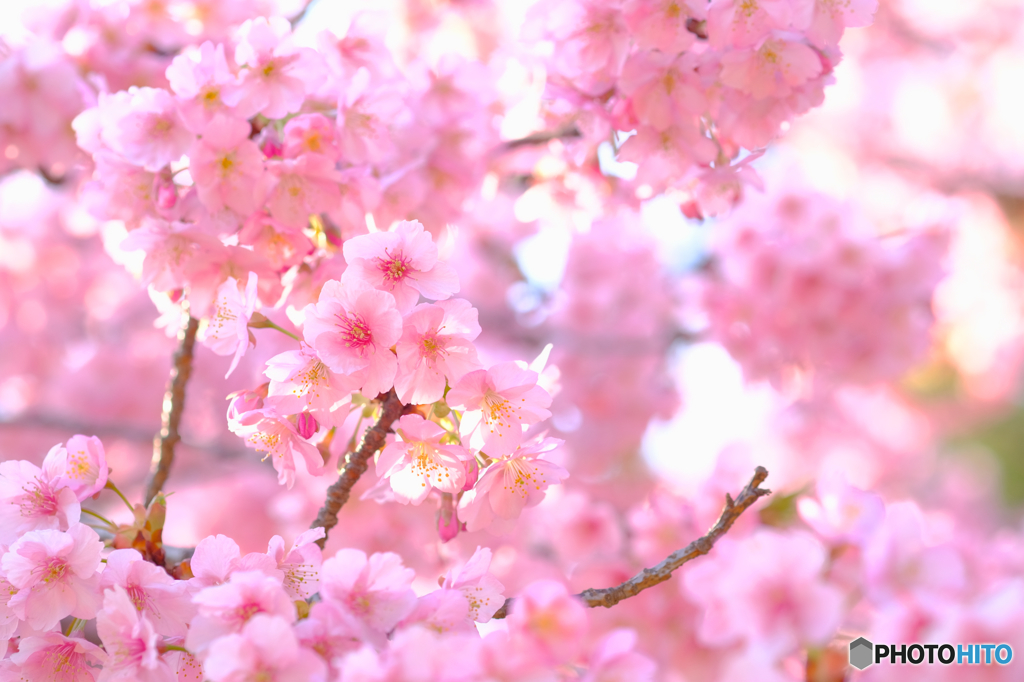 河津桜