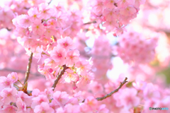 河津桜
