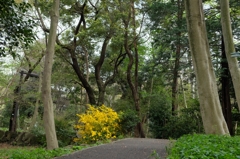 山吹の咲く散歩道