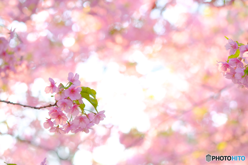 河津桜4