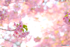 河津桜4
