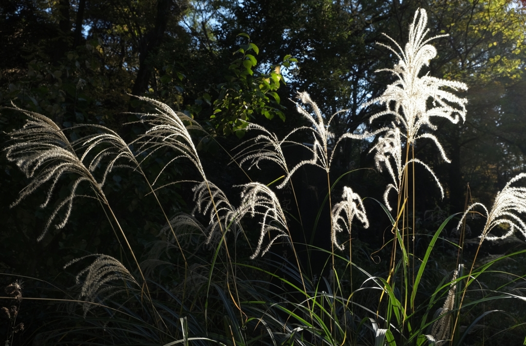 DSCF2314_3