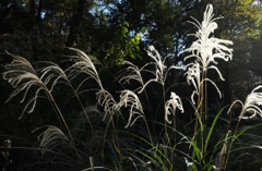 DSCF2314_3