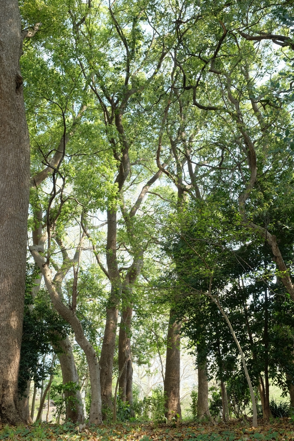 照葉樹の森