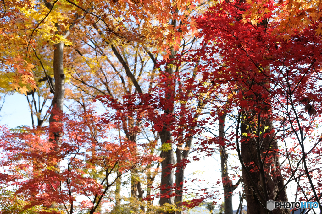 紅葉林