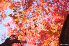 赤い紅葉
