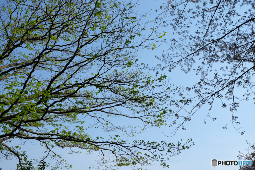 青葉と青空