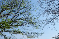 青葉と青空