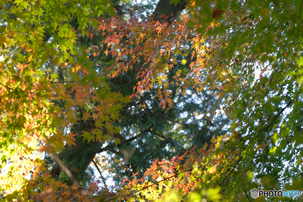 秋の紅葉林