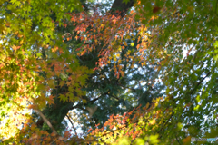 秋の紅葉林