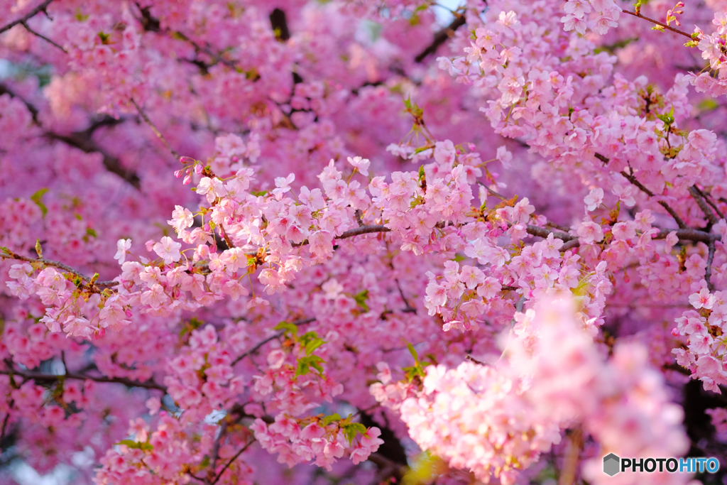 河津桜3