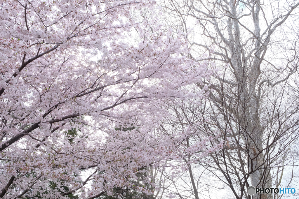 桜