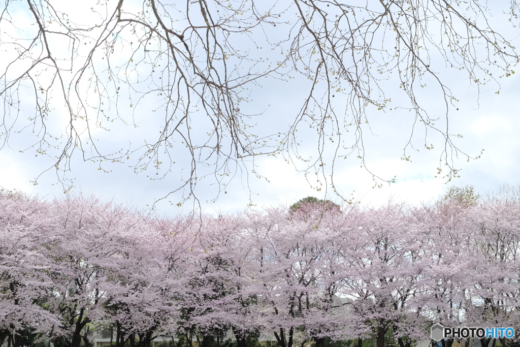 桜