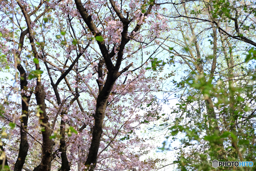 花咲く森