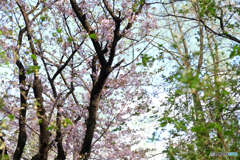 花咲く森