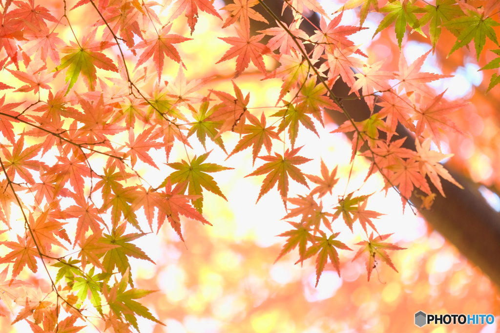 紅葉