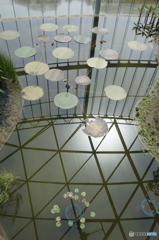 温室の蓮の葉