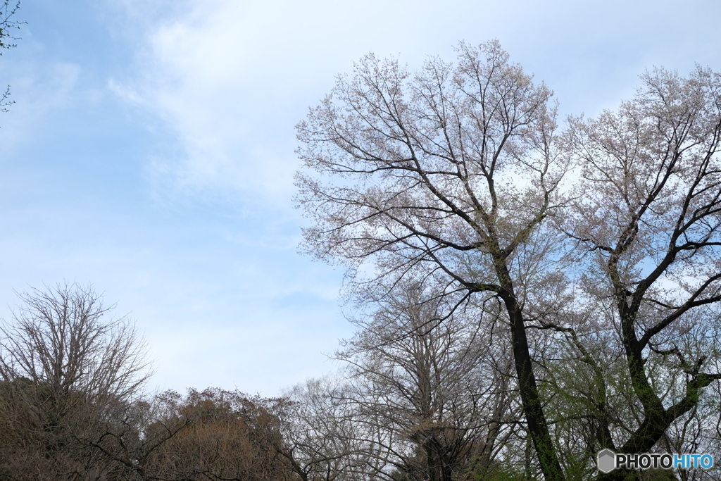 春の空