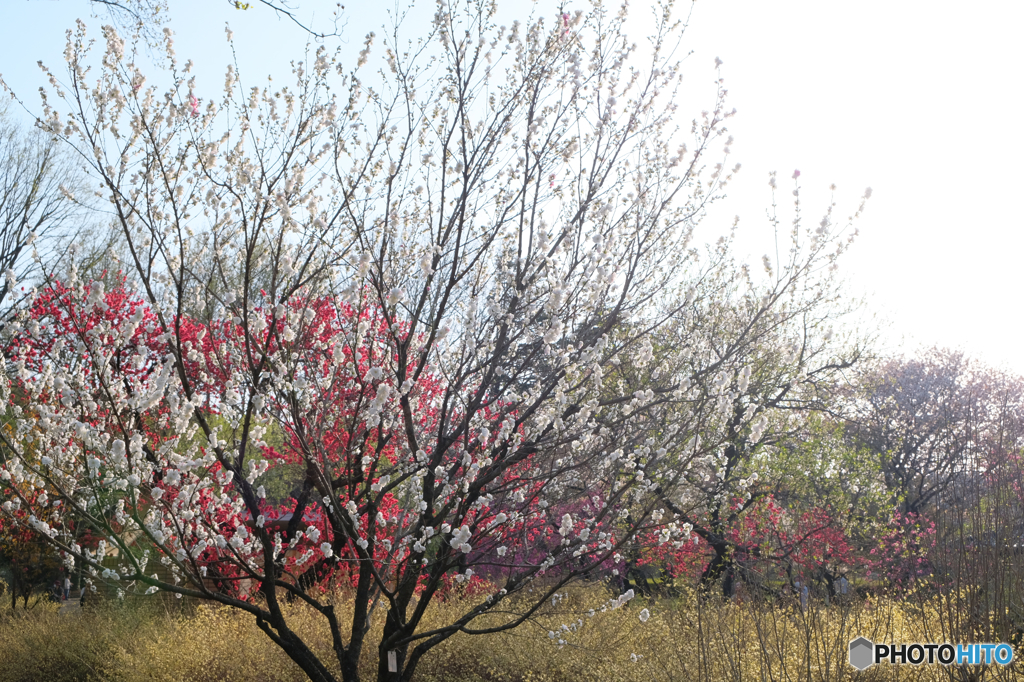 桃の花