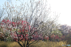 桃の花