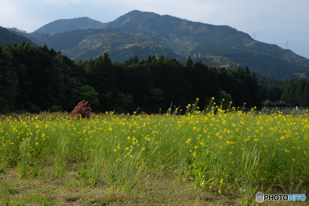 菜の花と山