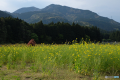 菜の花と山