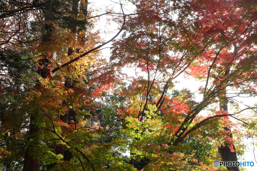 雑木林の紅葉