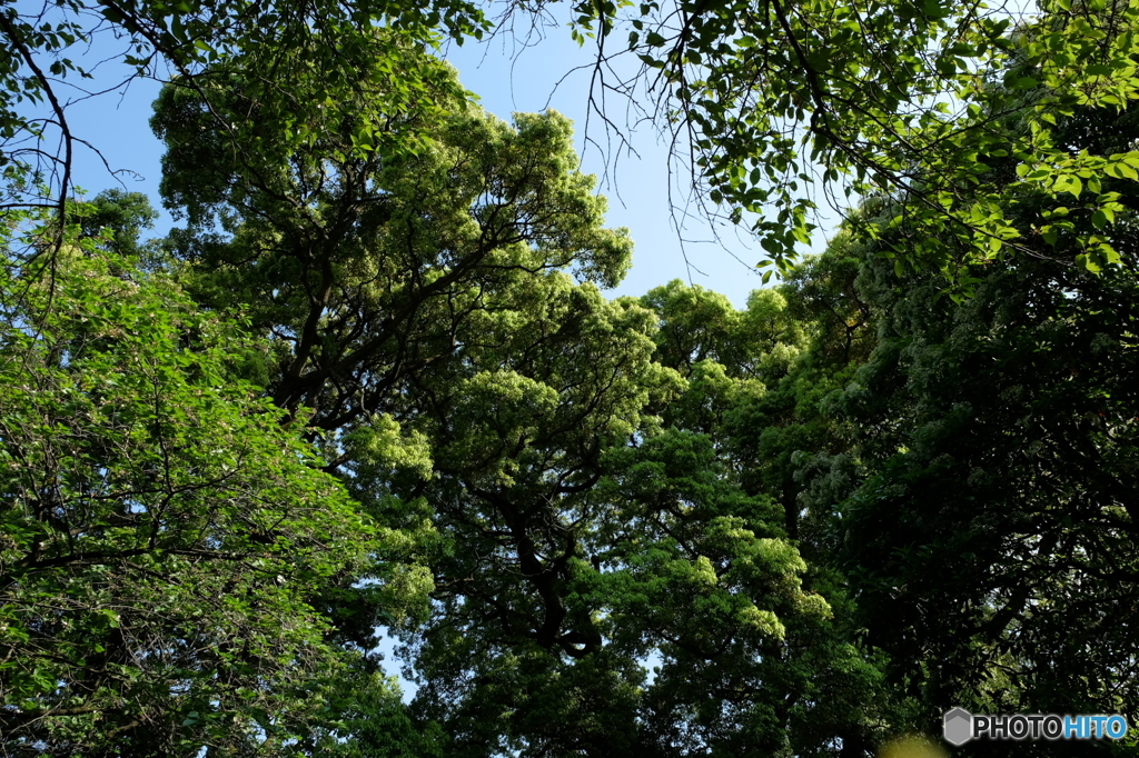 新緑と青空