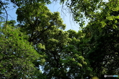 新緑と青空