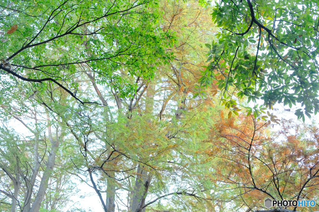 雨の日の森