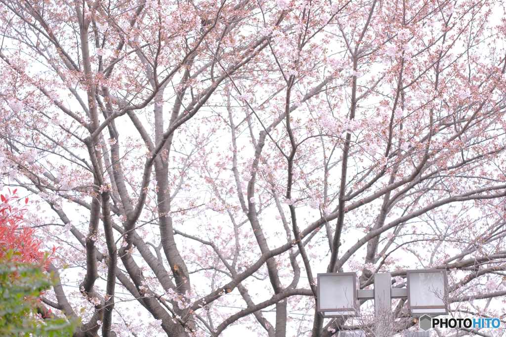 一分咲きの桜