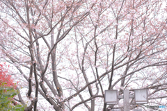 一分咲きの桜
