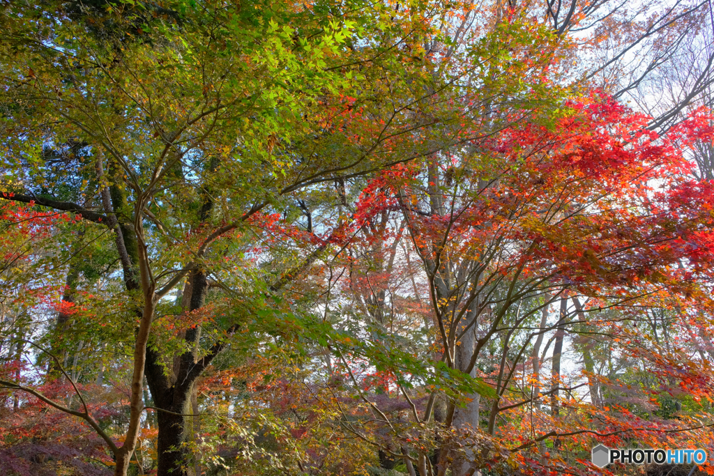 秋の森７
